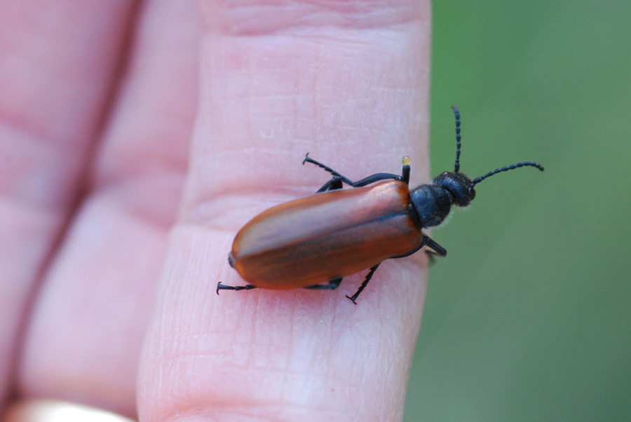 coleottero da identificare